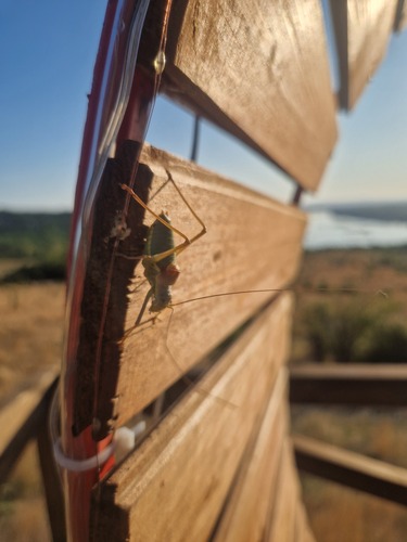 Saddle-backed Bush Cricket