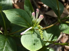Spigelia