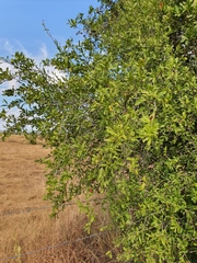 Alectryon diversifolius