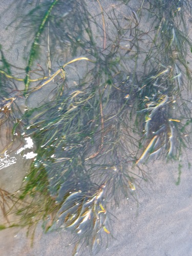 Fennel-leaf Pondweed
