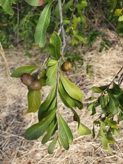 Alectryon diversifolius