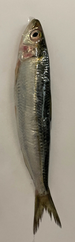 Round Sardinella