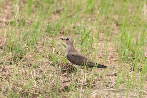 Oriental Pratincole