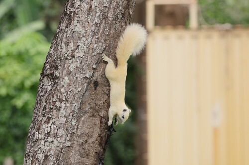 Finlayson's Squirrel