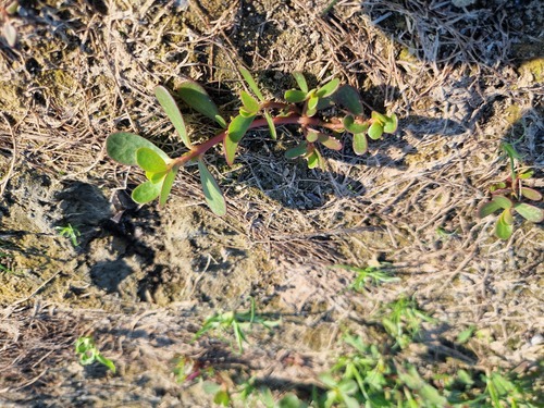 Common Purslane