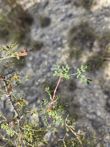 Mimosa borealis, photograph 1