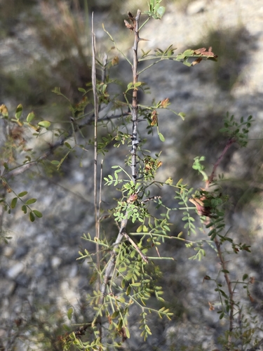 Mimosa borealis, photograph 2