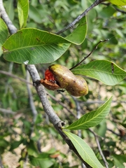 Alectryon diversifolius