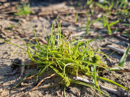 Cyperus michelianus