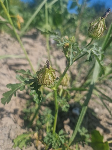flower-of-an-hour