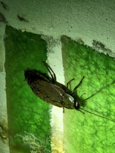 Pacific Beetle Cockroach