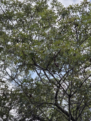 Quercus buckleyi, photograph 5