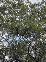 Quercus buckleyi, photograph (c) Rachel, some rights reserved (CC BY)