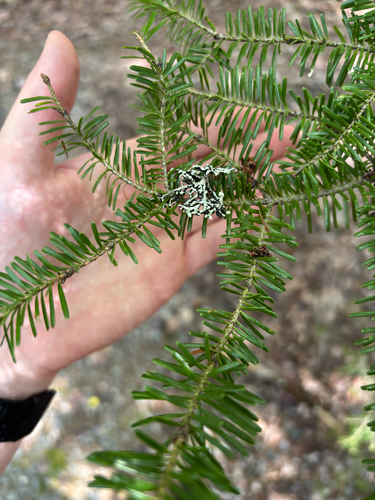 balsam fir