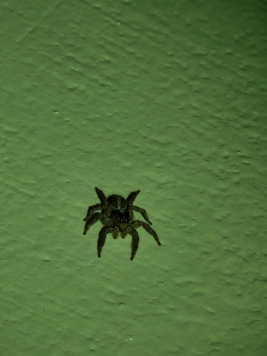 Pantropical Jumping Spider