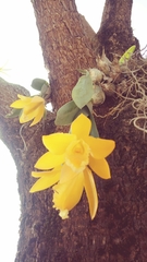 Prosthechea karwinskii