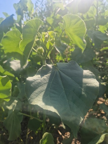 velvetleaf