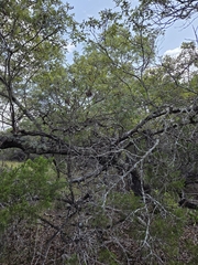 Quercus buckleyi, photograph (c) Rachel, some rights reserved (CC BY)