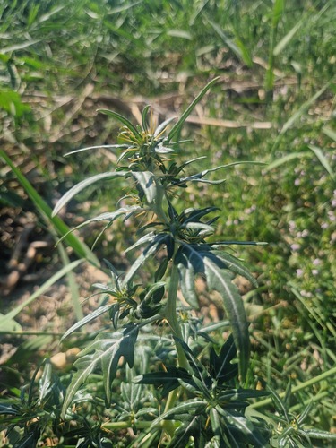 spiny cocklebur