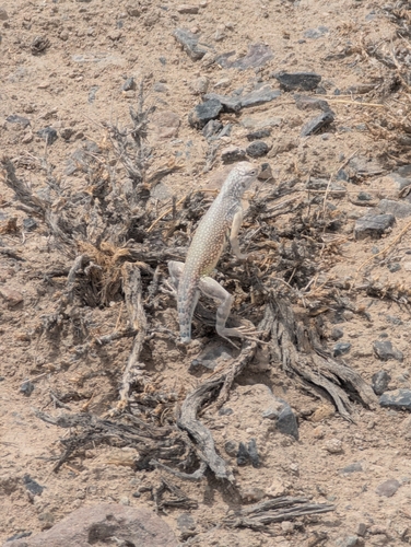 Zebra-tailed Lizard