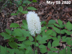 Actaea asiatica