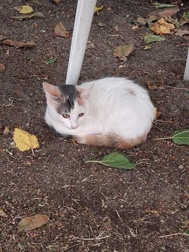Domestic Cat