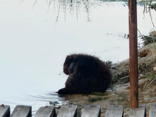 Coypu