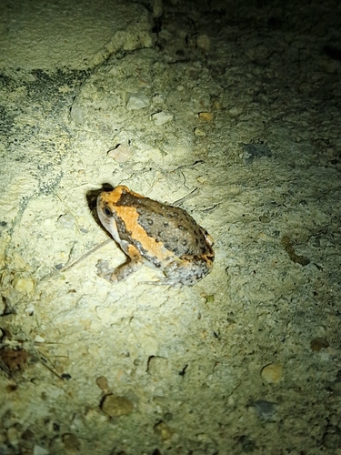 Asian Painted Frog