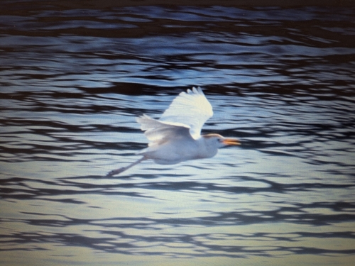 Western Cattle-Egret