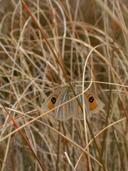 Argyrophenga janitae