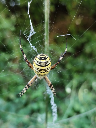 Wasp Spider