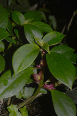 Nematanthus tessmannii