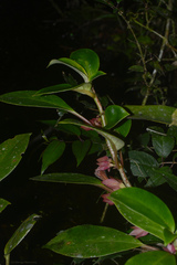 Nematanthus tessmannii