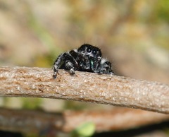 Phidippus audax