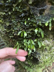 Loxogramme dictyopteris