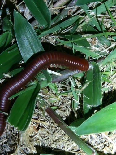 Rusty Millipede