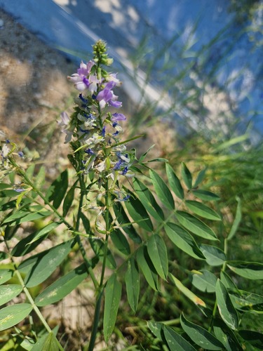 common milkpea