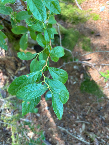 black huckleberry
