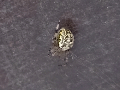 Marbled Orbweaver