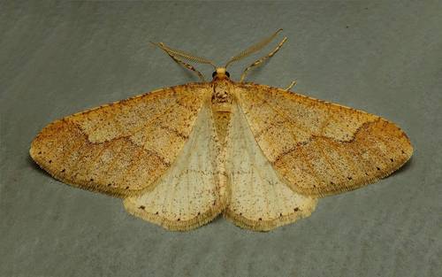 Dotted Border Moth