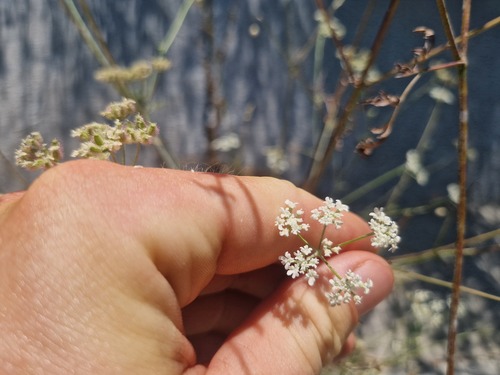 common hedge parsley