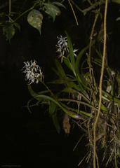 Prosthechea bulbosa