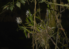 Prosthechea bulbosa