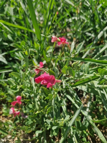 tuberous pea