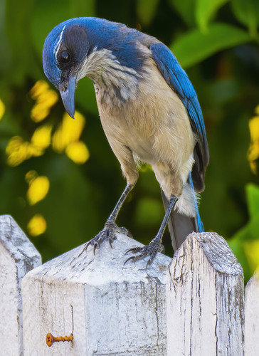 California Scrub-Jay, photo 8 of 9