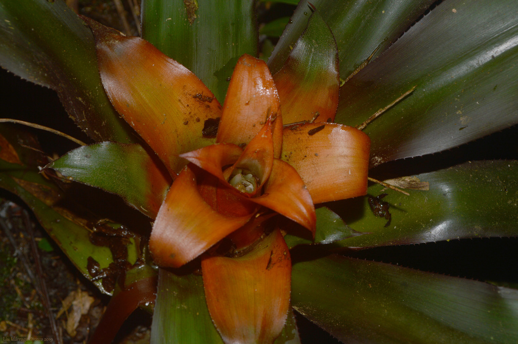 Nidularium