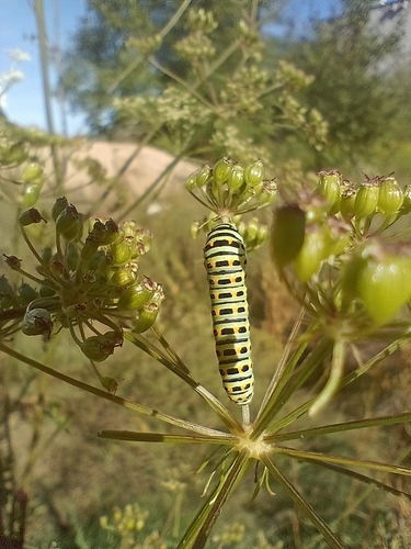Old World Swallowtail