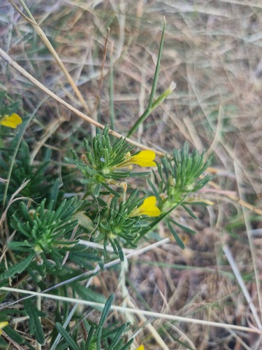 Ground-pine