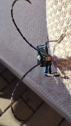 Musk beetle