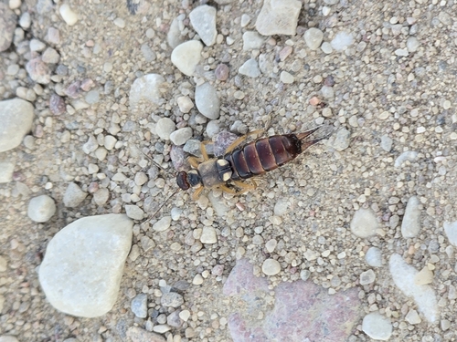 European Earwig